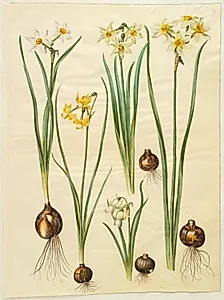 Narcissus poeticus (pinselilje); Narcissus triandrus (orkide-narcis); Narcissus ×medioluteus (toblomstret narcis) by Hans Simon Holtzbecker