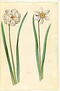 Narcissus poeticus (pinselilje) by Hans Simon Holtzbecker