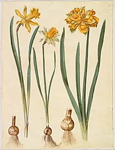 Narcissus pseudonarcissus major (stor påskelilje); Narcissus pseudonarcissus bicolor (tofarvet påskelilje); Narcissus pseudonarcissus by Hans Simon Holtzbecker