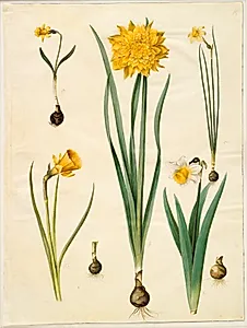 Narcissus pseudonarcissus minor; Narcissus pseudonarcissus (påskelilje); Narcissus ×tenuior; Narcissus bulbocodium (krinoline-narcis); Narcissus pseudonarcissus bicolor (tofarvet påskelilje) by Hans Simon Holtzbecker