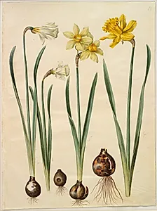 Narcissus pseudonarcissus moschatus (moskus-narcis); Narcissus ×medioluteus (toblomstret narcis); Narcissus pseudonarcissus major (stor påskelilje) by Hans Simon Holtzbecker