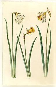 Narcissus pseudonarcissus moschatus (moskus-narcis); Narcissus bulbocodium (krinoline-narcis); Narcissus pseudonarcissus (påskelilje) by Hans Simon Holtzbecker