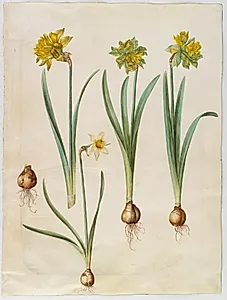 Narcissus pseudonarcissus; Narcissus ? ×incomparabilis (have-narcis) by Hans Simon Holtzbecker