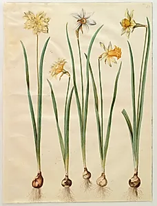 Narcissus pseudonarcissus; Narcissus poeticus (pinselilje); Narcissus ×incomparabilis (have-narcis) by Hans Simon Holtzbecker