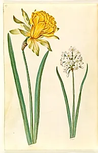 Narcissus pseudonarcissus (påskelilje); Narcissus tazetta (tazet) by Hans Simon Holtzbecker