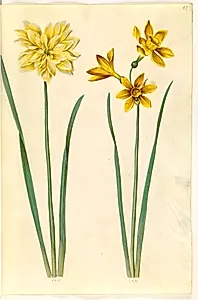 Narcissus pseudonarcissus (påskelilje); Narcissus tazetta aureus (guld-tazet) by Hans Simon Holtzbecker