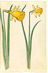 Narcissus pseudonarcissus (påskelilje) by Hans Simon Holtzbecker
