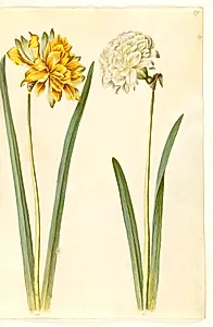Narcissus pseudonarcissus (påskelilje) by Hans Simon Holtzbecker