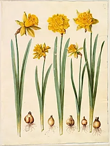 Narcissus pseudonarcissus by Hans Simon Holtzbecker