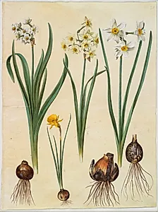Narcissus tazetta (tazet); Narcissus ×medioluteus (toblomstret narcis); Narcissus bulbocodium (krinoline-narcis) by Hans Simon Holtzbecker