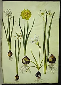 Narcissus tazetta (tazet); Narcissus pseudonarcissus (påskelilje); Zephyranthes atamasca (zefyrblomst); Narcissus ? ×incomparabilis (have-narcis) by Hans Simon Holtzbecker