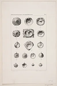 Naturhistorisk tegning