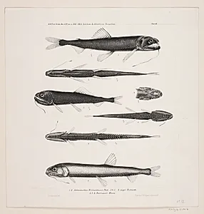Naturhistorisk tegning