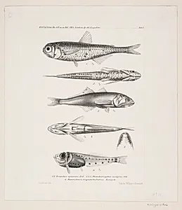 Naturhistorisk tegning