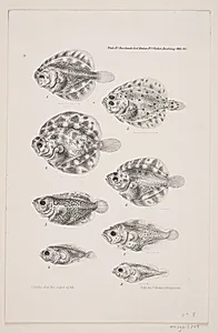 Naturhistorisk tegning