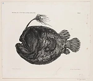 Naturhistorisk tegning