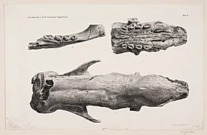 Naturhistorisk tegning