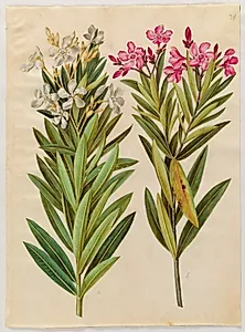 Nerium oleander (nerie) by Hans Simon Holtzbecker