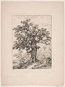 Niels Ebbesens eg. Gyllingnæs skov