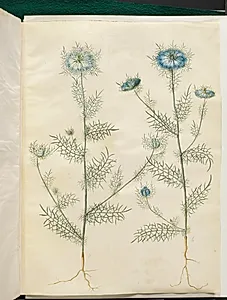Nigella damascena (jomfru i det grønne) by Hans Simon Holtzbecker
