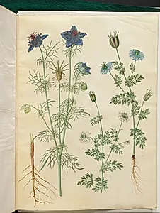 Nigella hispanica (djævlen i busken); Nigella sativa (sortkommen) by Hans Simon Holtzbecker
