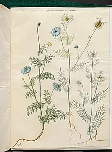 Nigella sativa (sortkommen); Nigella damascena (jomfru i det grønne) by Hans Simon Holtzbecker