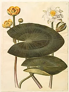 Nuphar lutea (gul åkande); Nymphaea alba (hvid nøkkerose) by Hans Simon Holtzbecker