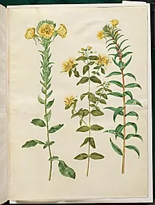 Oenothera biennis (toårig natlys); Hypericum hircinum (stinkende perikon); Oenothera rubricaulis (rødfrugtet natlys) by Hans Simon Holtzbecker