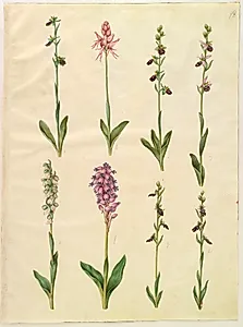 Ophrys apifera eller Ophrys sphegodes (bi-flueblomst eller tidlig flueblomst); "Orchis simia" (fantasiblomst); Ophrys apifera (bi-flueblomst); Orchis (gøgeurt); Orchis militaris (ridder-gøgeurt); Ophrys insectifera (almindelig flueblomst)