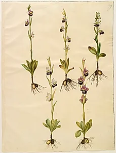 Ophrys fuciflora (drone-flueblomst) by Hans Simon Holtzbecker