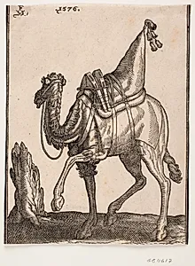 Opsadlet dromedar, profil t.v. og med bortvendt hoved by Melchior Lorck