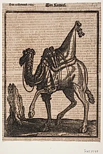 Opsadlet dromedar, profil t.v. og med bortvendt hoved by Melchior Lorck