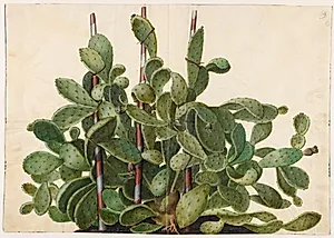 Opuntia ficus-indica, Opuntia humifusa eller Opuntia monacantha (art af figenkaktus)