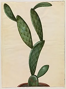 Opuntia monacantha (entornet figenkaktus) by Hans Simon Holtzbecker