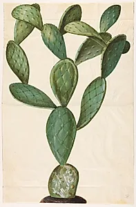 Opuntia monacantha (entornet figenkaktus) by Hans Simon Holtzbecker