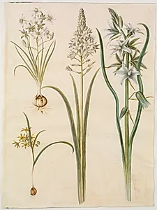 Ornithogalum umbellatum (kost-fuglemælk); Ornithogalum pyramidale (pyramide-fuglemælk); Gagea lutea (almindelig guldstjerne); Ornithogalum nutans (nikkende fuglemælk) by Hans Simon Holtzbecker