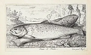 Ørred (Trutta) by Albert Flamen