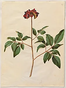 Paeonia mascula (rosen-silkeplante) by Hans Simon Holtzbecker