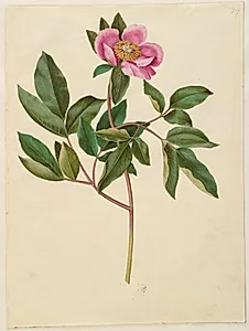 Paeonia mascula (storbladet pæon) by Hans Simon Holtzbecker