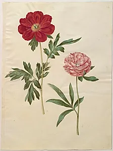 Paeonia officinalis (bonderose) by Hans Simon Holtzbecker