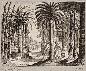 Palmelund med betelpalmer