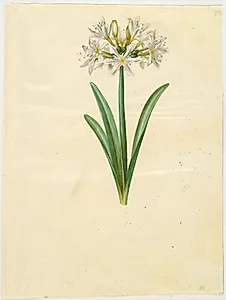 Pancratium Illyricum (småblomstret strandlilje) by Hans Simon Holtzbecker