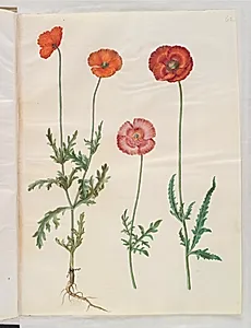 Papaver dubium (gærde-valmue); Papaver rhoeas (korn-valmue) by Hans Simon Holtzbecker