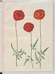 Papaver rhoeas (korn-valmue) by Hans Simon Holtzbecker