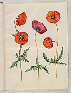 Papaver rhoeas (korn-valmue) by Hans Simon Holtzbecker