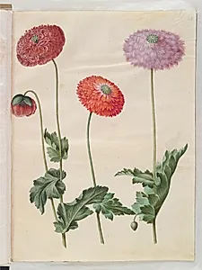 Papaver somniferum (opium-valmue) by Hans Simon Holtzbecker