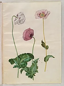 Papaver somniferum (opium-valmue) by Hans Simon Holtzbecker