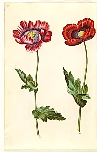 Papaver somniferum (opium-valmue) by Hans Simon Holtzbecker