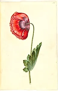 Papaver somniferum (opium-valmue) by Hans Simon Holtzbecker