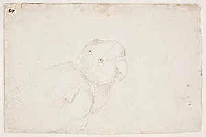 Papegøje by Hans Baldung Grien